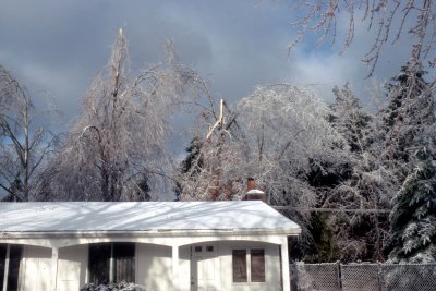15 Broken trees 11.jpg