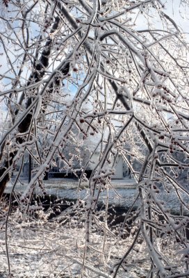16 Iced branches 02.jpg