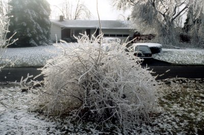 17 Iced branches 03.jpg