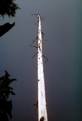 14 Dead tree.jpg