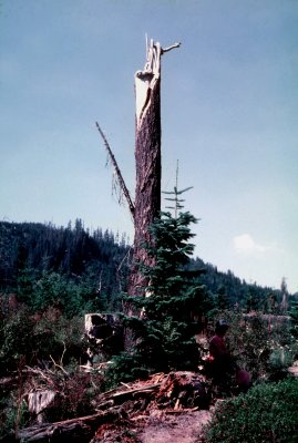 15 Helen resting at another dead tree.jpg