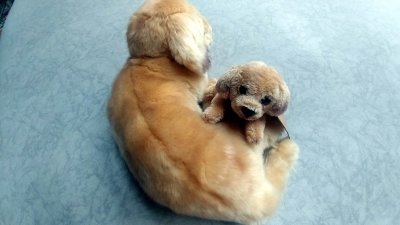04 Small fake dog with smaller fake puppy 02.jpg
