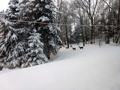 01 Deer in the back yard 01.jpg