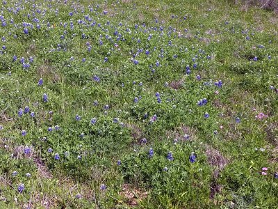 05 Bluebonnets.jpg