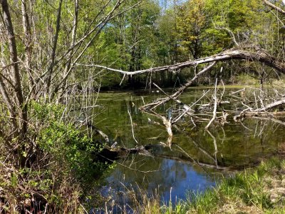 05 Swamp in Victor 01.jpg