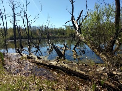 06 Swamp in Victor 02.jpg