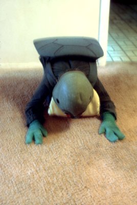 04 Collapsed turtle.jpg
