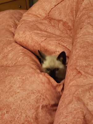 06 Lily in the quilt 01.jpg