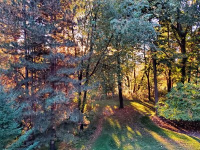 02 Fall colors in the back yard 02.jpg