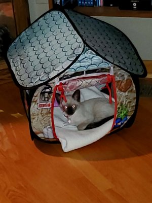 15 Baby Lily in her shelter.jpg