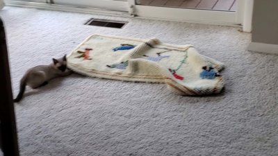 20 Lily arranging the throw rug.jpg