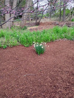 37 Daffodils in back yard.jpg