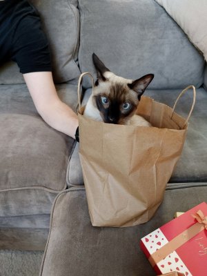 42 Lily in a bag.jpg