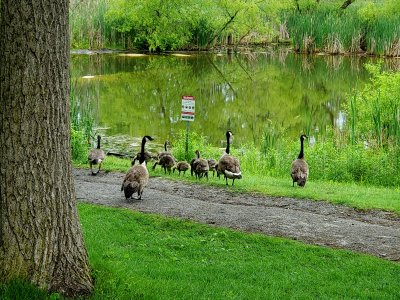 19 Geese in Tinker Nature Park 01.jpg