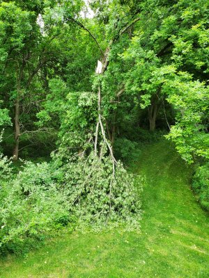 02 Wind damage in back yard.jpg