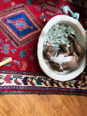 03 Bruno in styrofoam tub.jpg