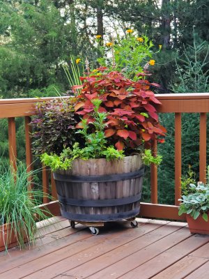 13 Deck flowers.jpg