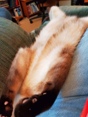 02 Sprawling Lily.jpg