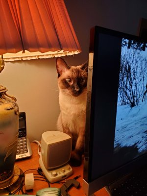 03 Lily preparing to interfere with Jack's work at the computer.jpg