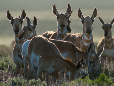 Pronghorn Antelope , Hart Mt.