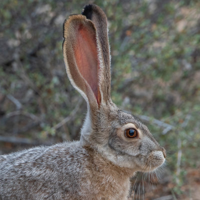 Jack rabbit