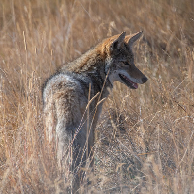 Coyote, Hart Mt. refuge
