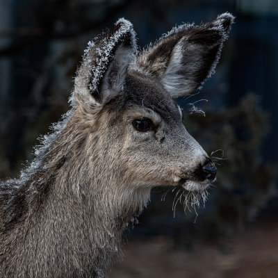 frosty mule deer