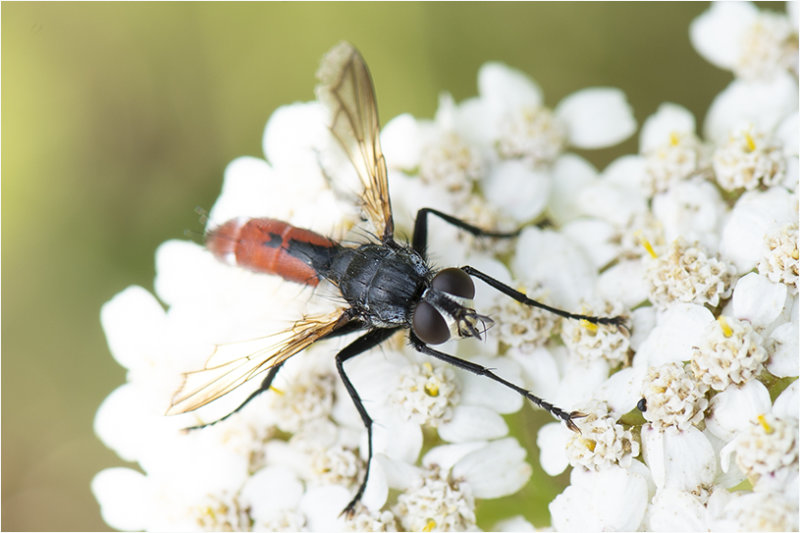 Bloedrode Sluipvlieg - Cylindromyia bicolor