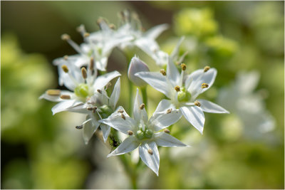 Chinese Bieslook - Allium Tuberosum