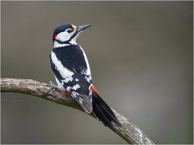 grote bonte Specht - Dendrocopos major