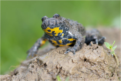 GALLERY verschillende padden - toads - certain frogs