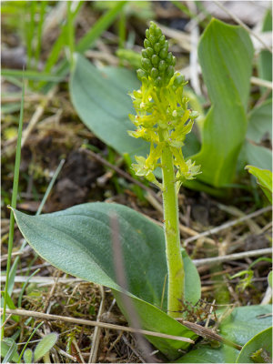 Grote Keverorchis - Neottia ovata