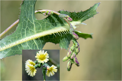 Kompassla - Lactuca serriola