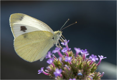 Scheefbloemwitje - Pieris mannii