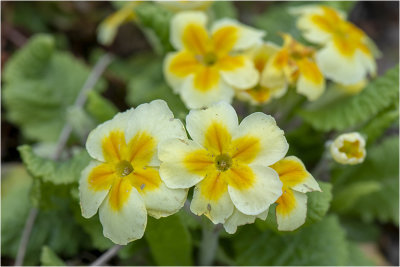 Stengelloze Sleutelbloem - Primula vulgaris