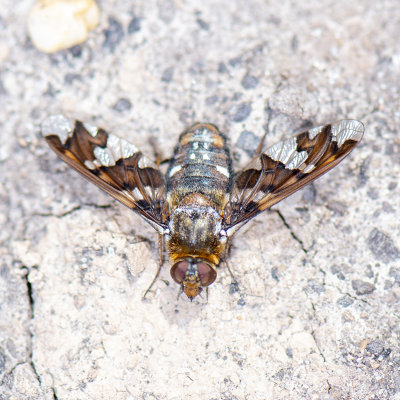GALLERY Boorvliegen Prachtvliegen en Rouwzwevers - Diptera