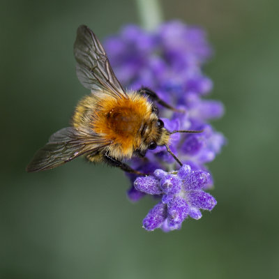 Akkerhommel - Bombus pascuorum