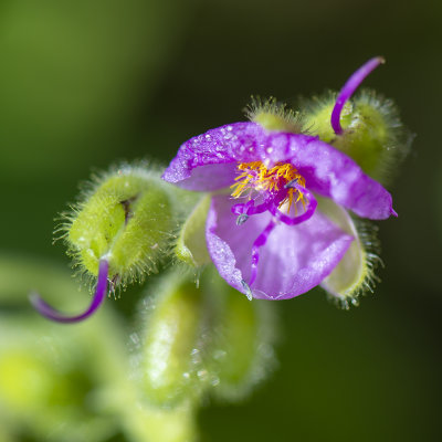 Weduwentranen - Tinantia erecta