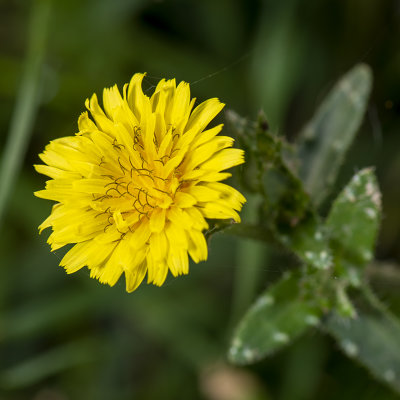 Dubbelkelk - Helminthotheca echioides 