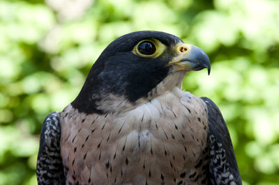  Slechtvalk - Falcon penegrinus