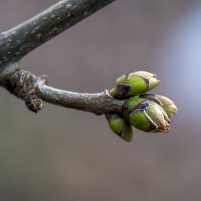 winterknoppen van de Gewone Es - Fraxinus excelsior