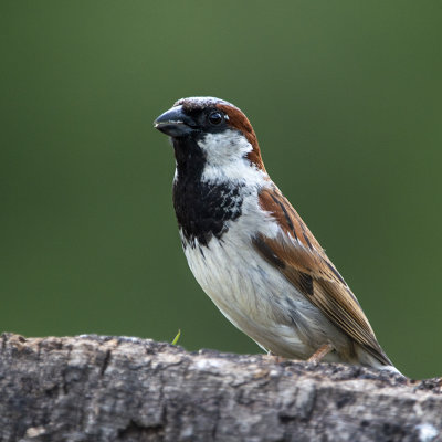 Huismus GALLERY - House Sparrow