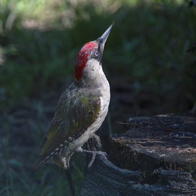 Groene specht GALLERY - the green Woodpecker