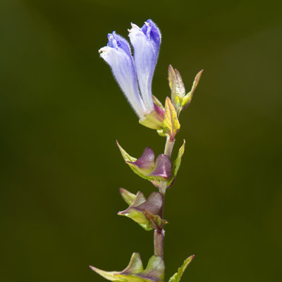 Blauw Glidkruid - Scutellaria galericulata