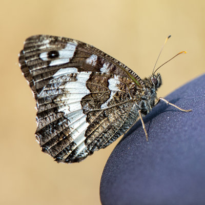 Rupsen en Dagvlinders - Caterpillars and butterflies