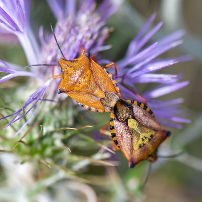 schildwantsensoort - Carpocoris mediterraneus