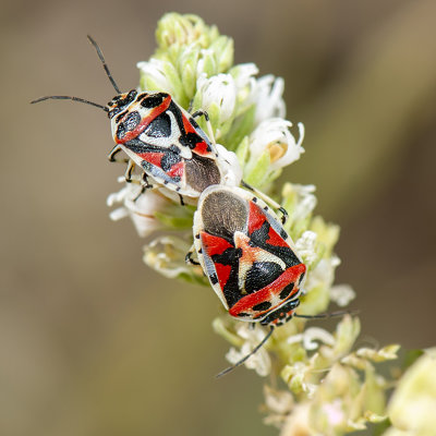 Wantsen - Hemiptera - Pentatomorphes - Bugs