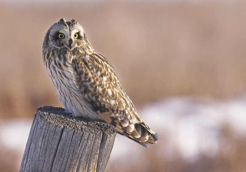 Short-Eared Owl.jpg