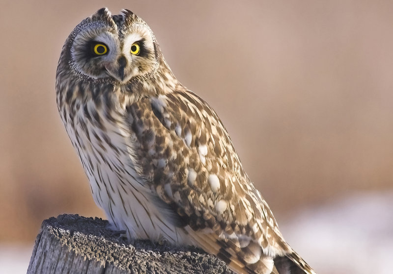 Short-Eared Owl II.jpg