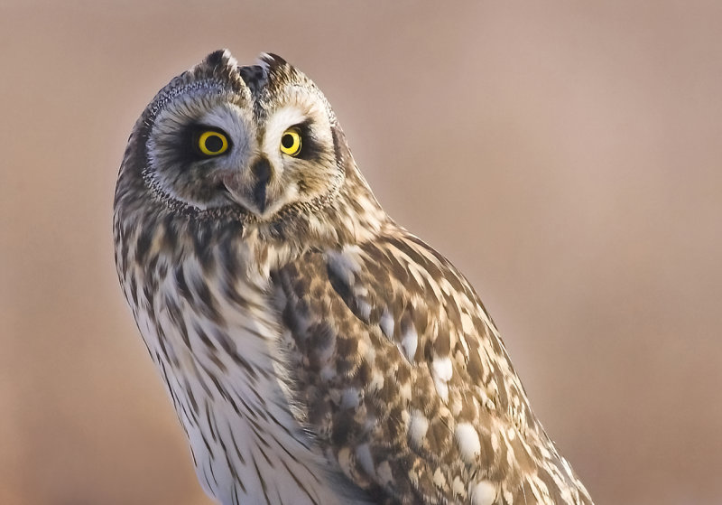 Short-Eared Owl III.jpg